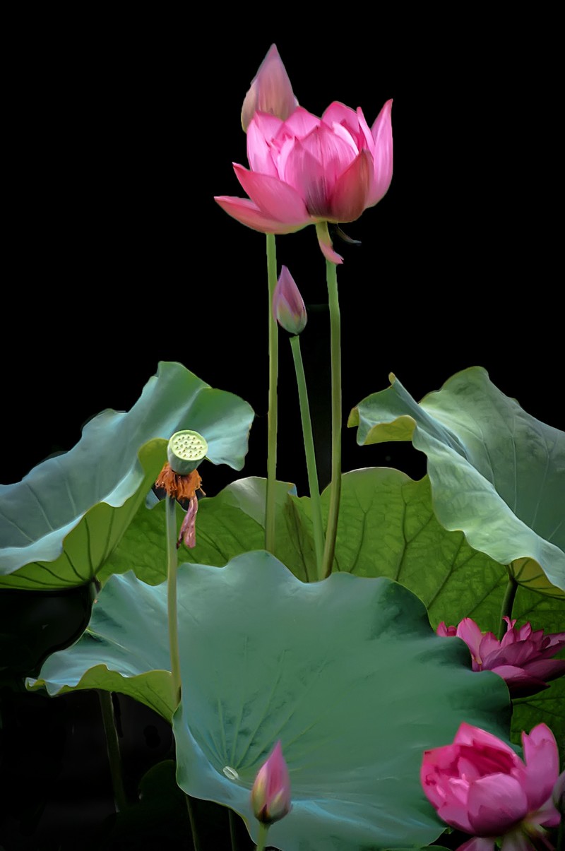 （又是一年荷花开）《咏荷花》  （宋   孔平仲）