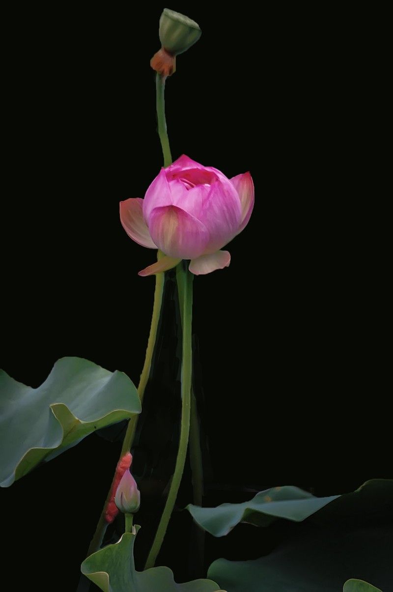 （又是一年荷花开）《咏荷花》  （宋   孔平仲）