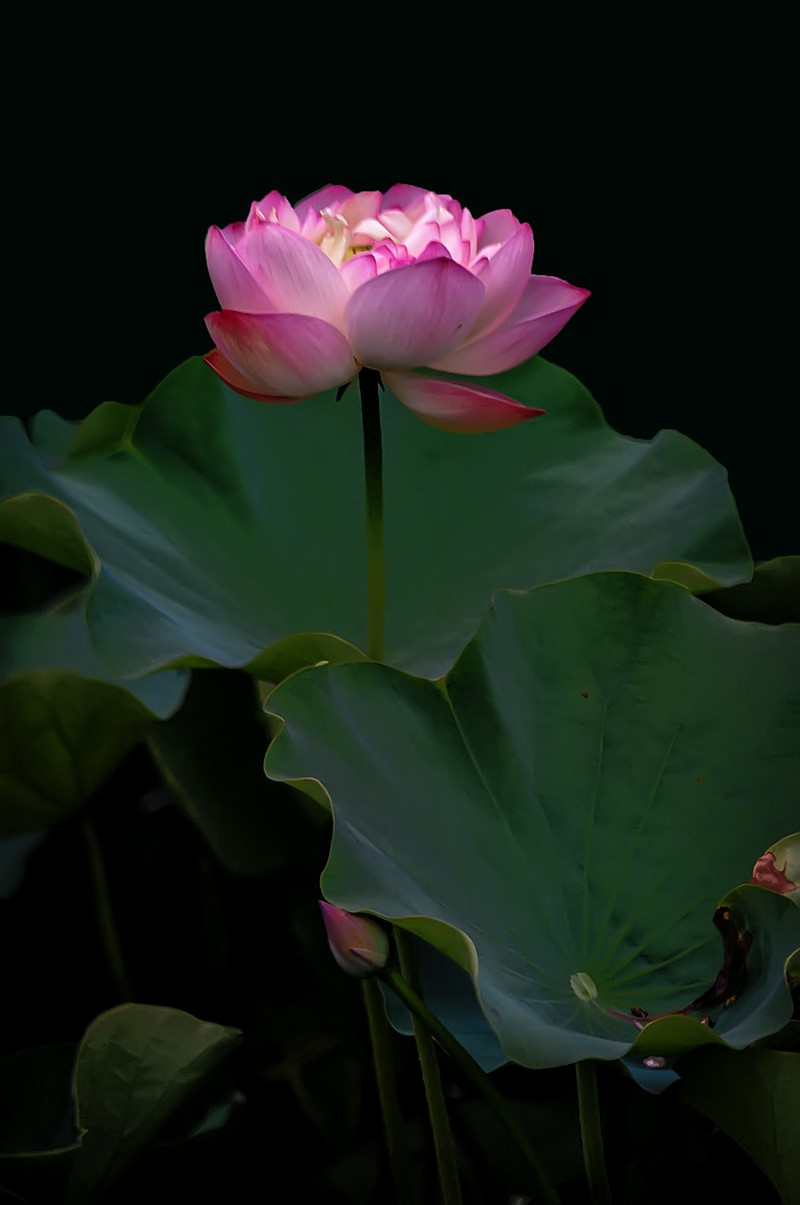 （又是一年荷花开）《咏荷花》  （宋   孔平仲）