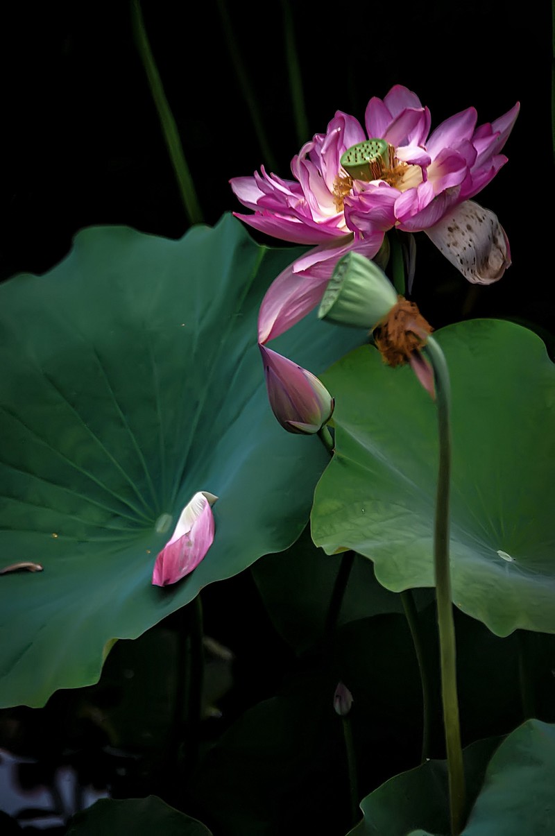 （又是一年荷花开）《咏荷花》  （宋   孔平仲）