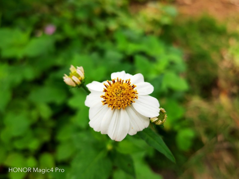 荣耀Magic4 Pro：设计、性能、影像、安全，一部几乎做到面面俱全的旗舰