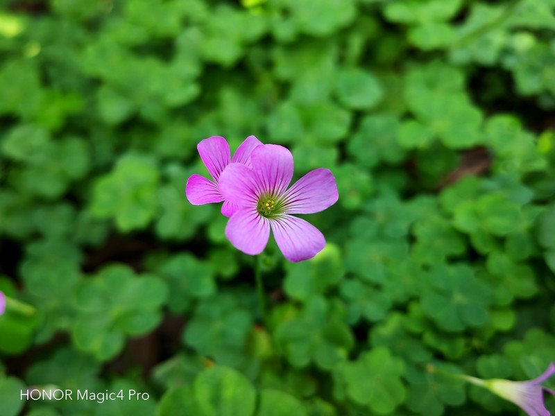 荣耀Magic4 Pro：设计、性能、影像、安全，一部几乎做到面面俱全的旗舰