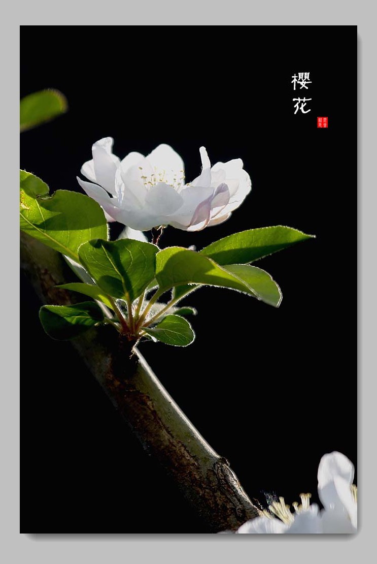 《每日欣赏》！！！石家庄的樱花盛开了！！！