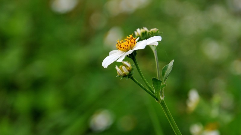 松下FZ28，尼康D300S，红米K80对比照