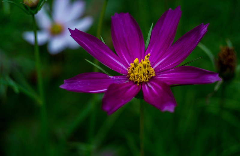 院里的小花开了
