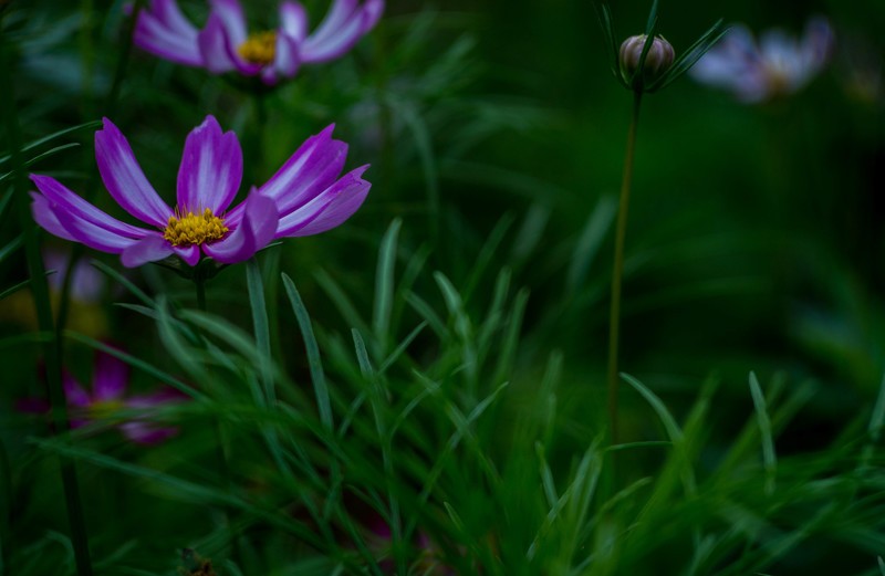 院里的小花开了