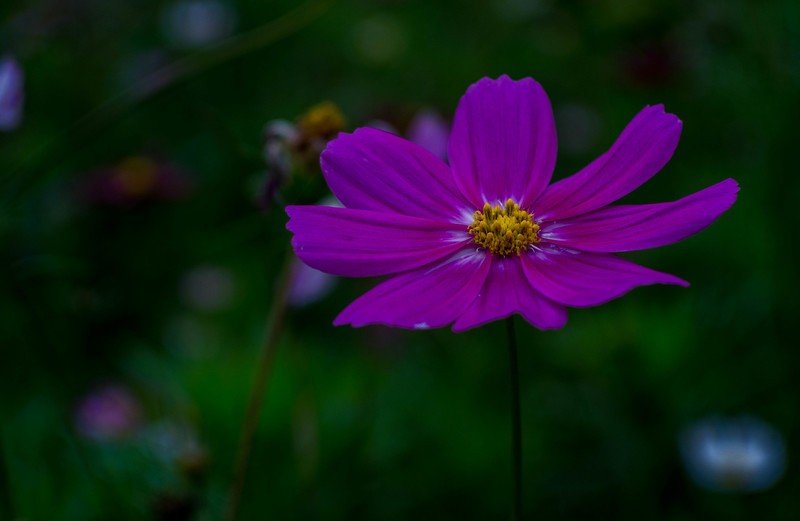 院里的小花开了