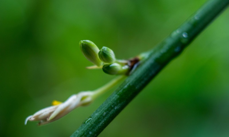 院里的小花开了