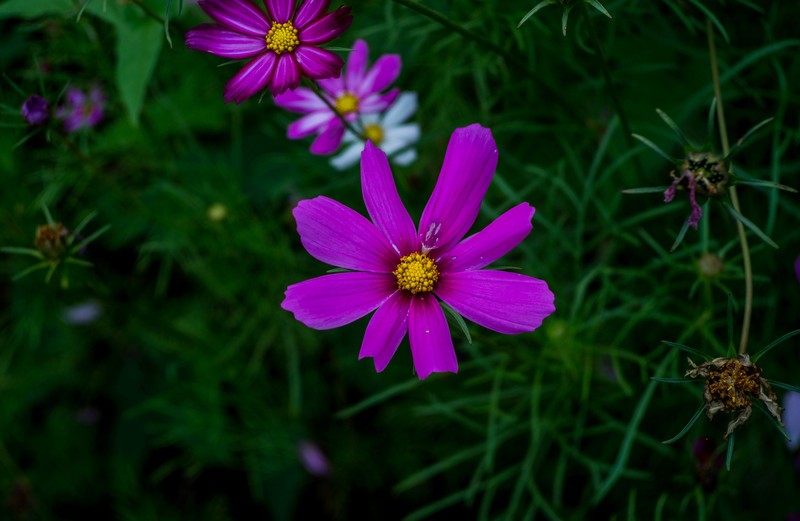 院里的小花开了