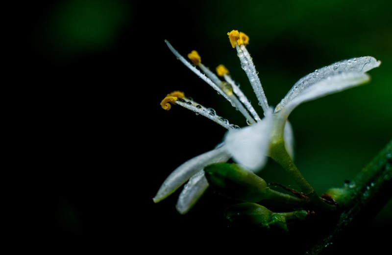 院里的小花开了