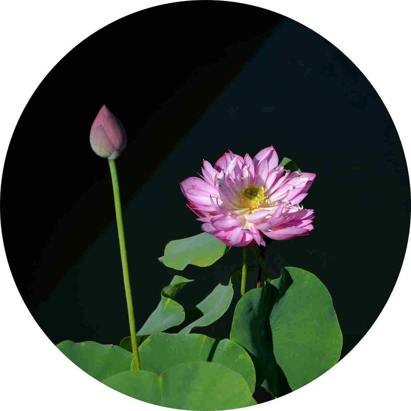 隋唐遗址公园的荷花拍摄