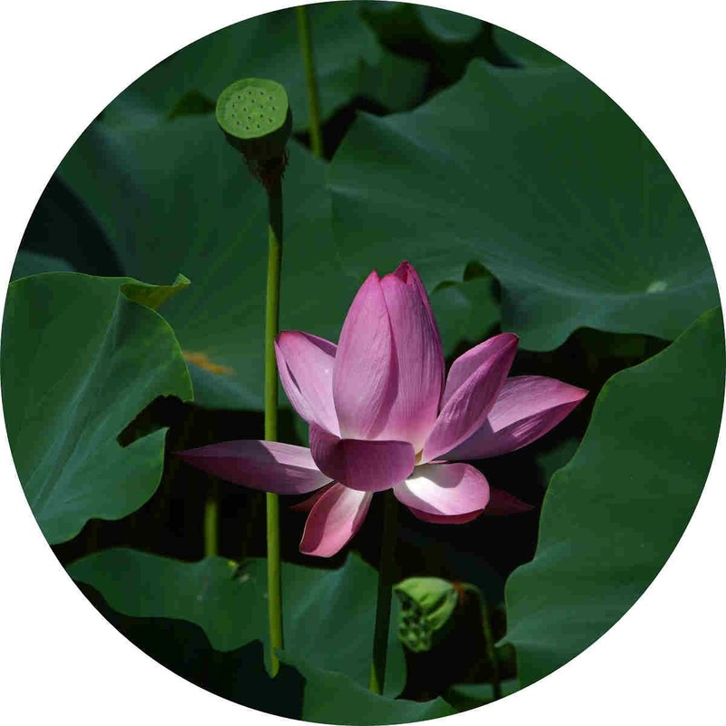 隋唐遗址公园的荷花拍摄