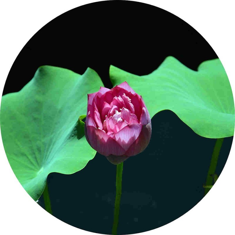 隋唐遗址公园的荷花拍摄