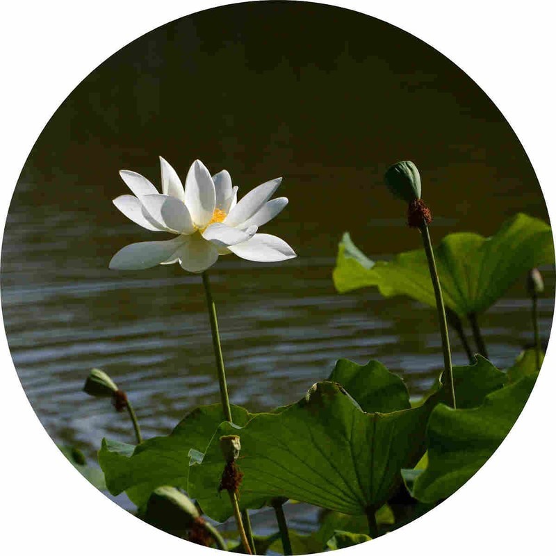 隋唐遗址公园的荷花拍摄