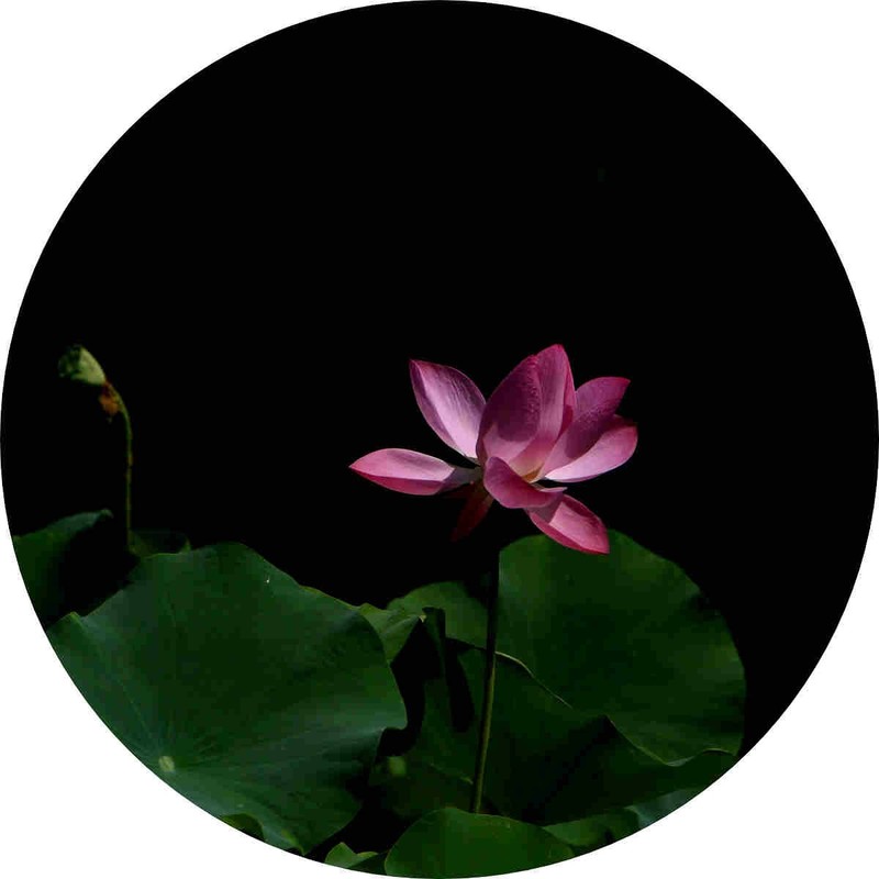 隋唐遗址公园的荷花拍摄