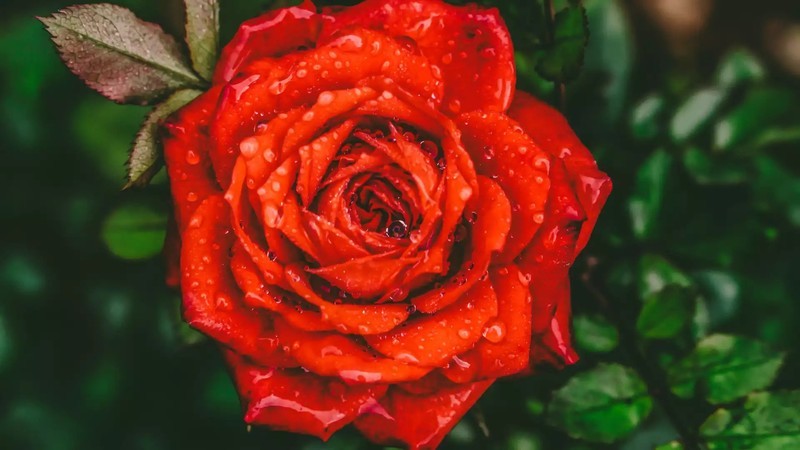 四款中高端国产家用投影仪详细对比（峰米、极米、当贝、坚果）