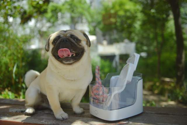 关注宝子健康饮水，一步GET居家幸福主旋律宠~咕咕宠物智能饮水机