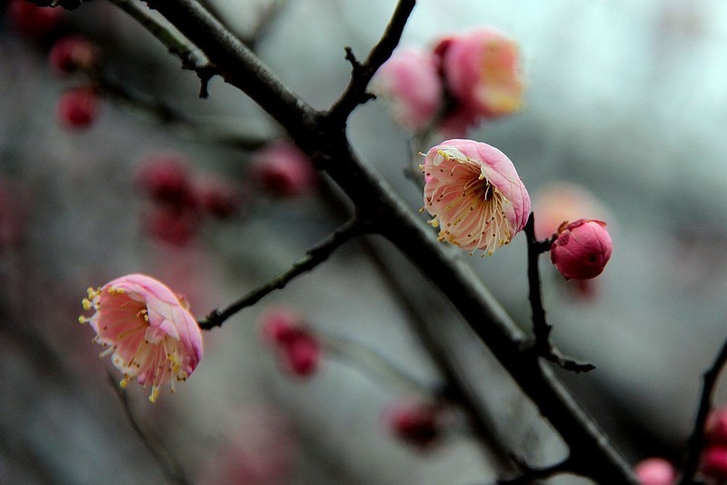 梅花