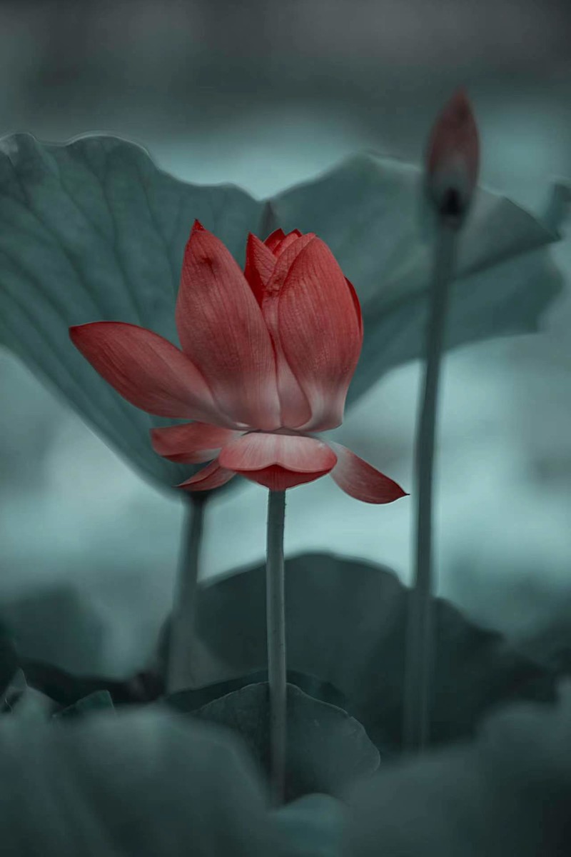 夏日荷花别样红