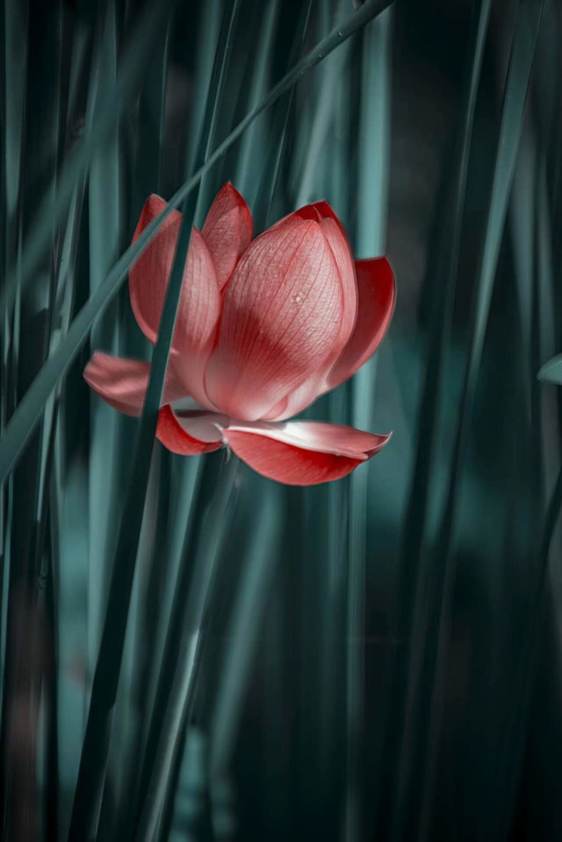 夏日荷花别样红