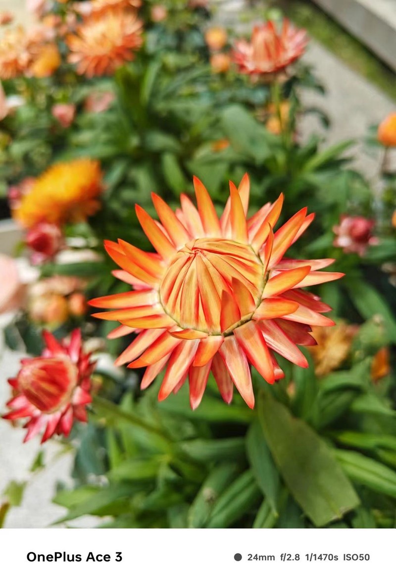 一加Ace3拍照到底怎么样？真实样张，用事实说话