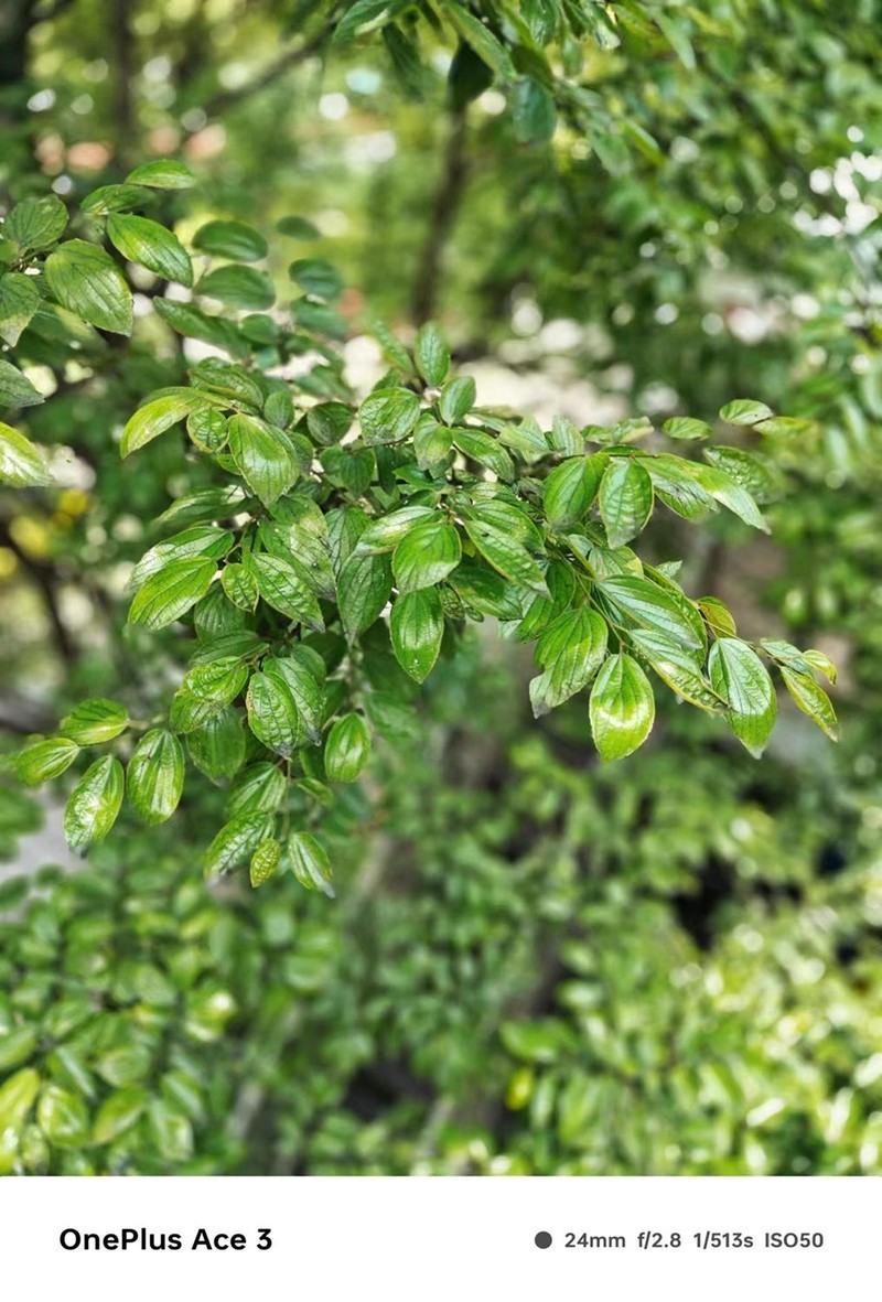 一加Ace3拍照到底怎么样？真实样张，用事实说话