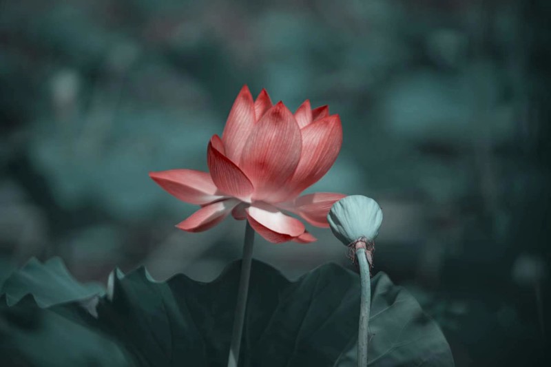 夏日荷花别样红