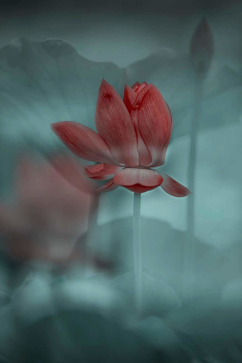 夏日荷花别样红