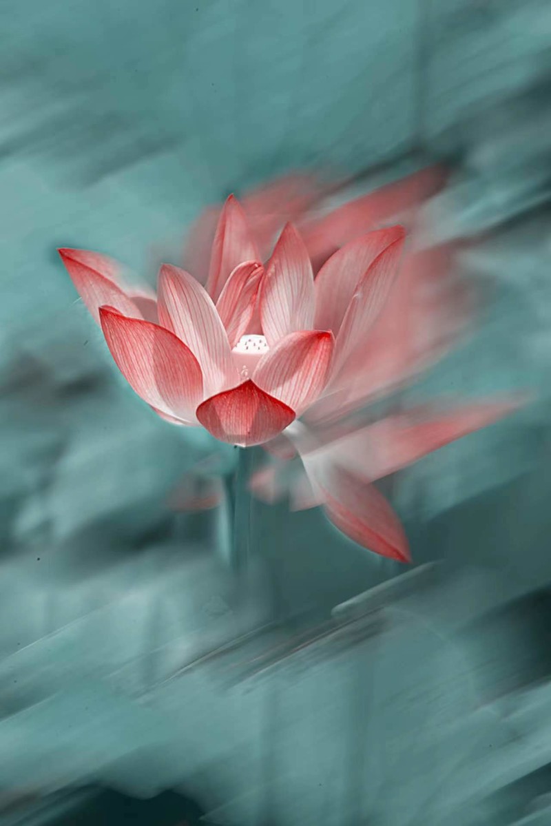 夏日荷花别样红