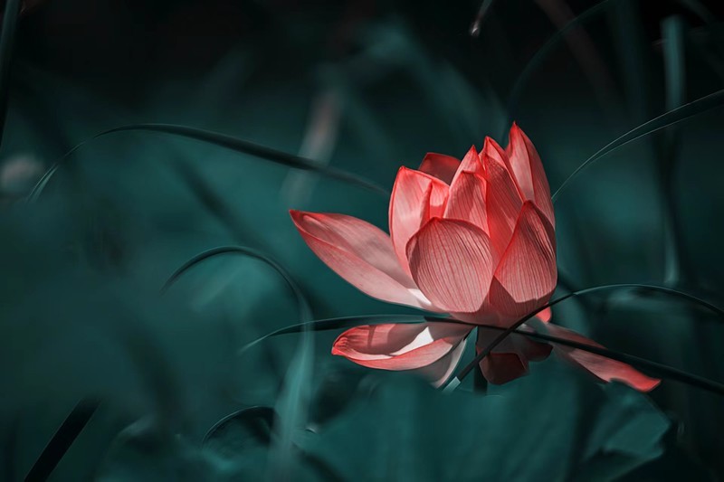 夏日荷花别样红