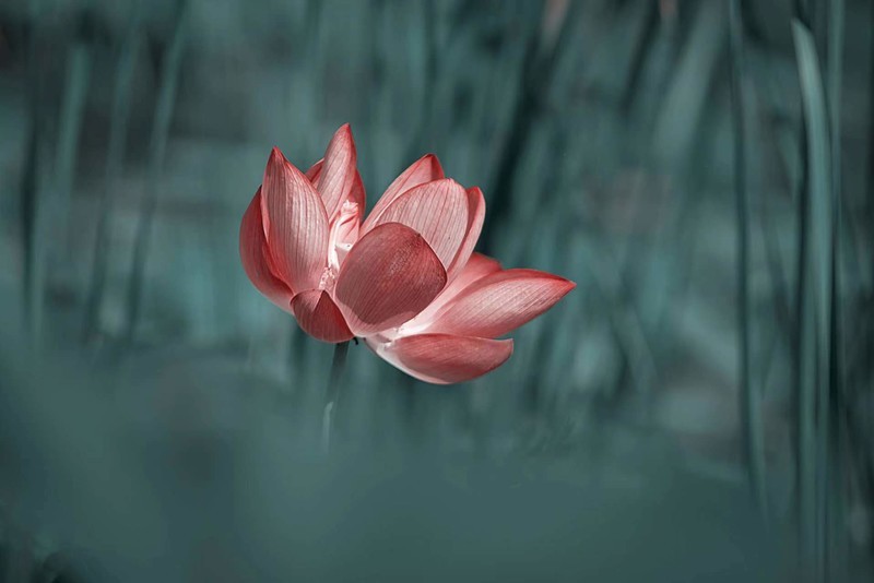 夏日荷花别样红