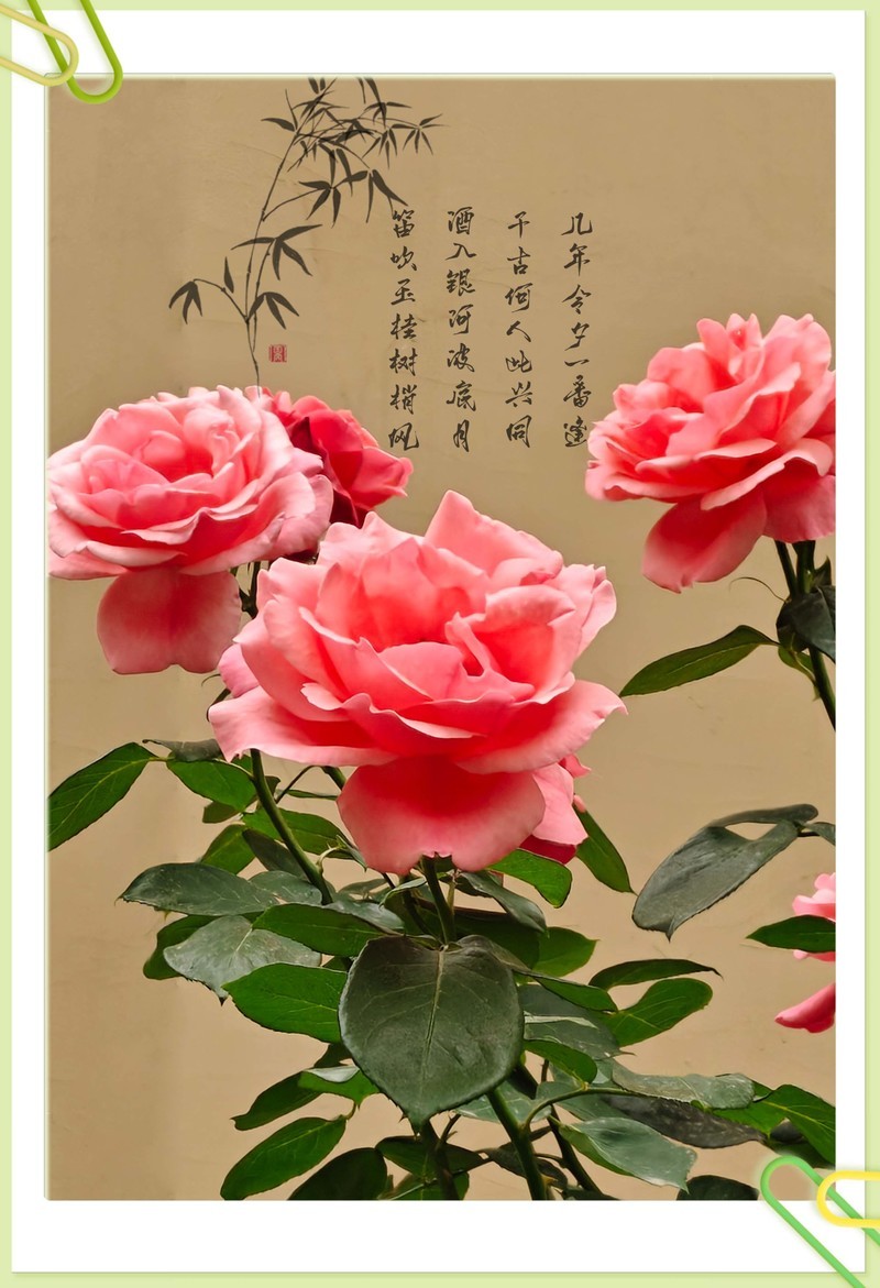 《每日欣赏》！！！