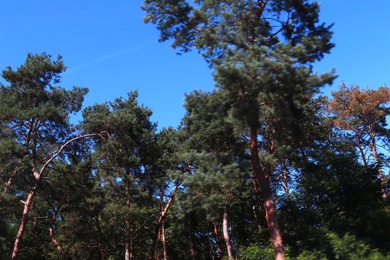 游览德国法兰克福(一）