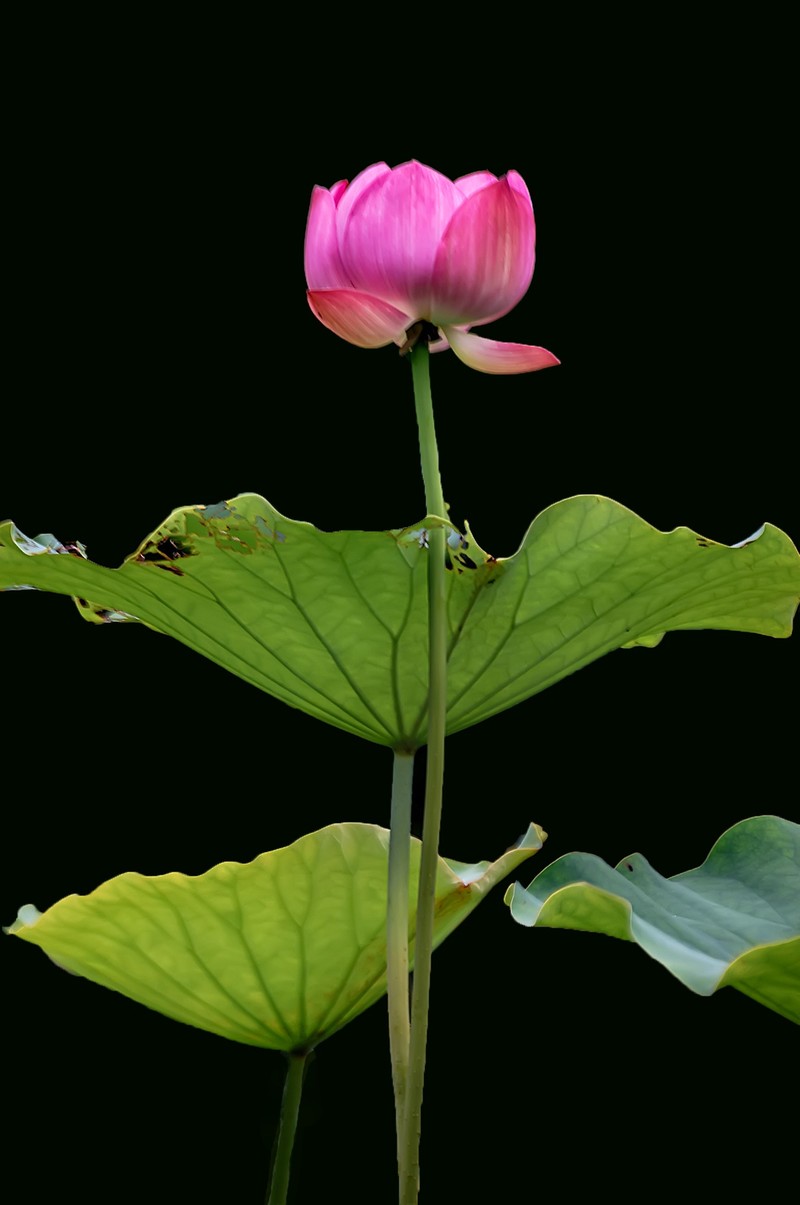 又是一年荷花开  《看荷花》  （清-彭孙贻）