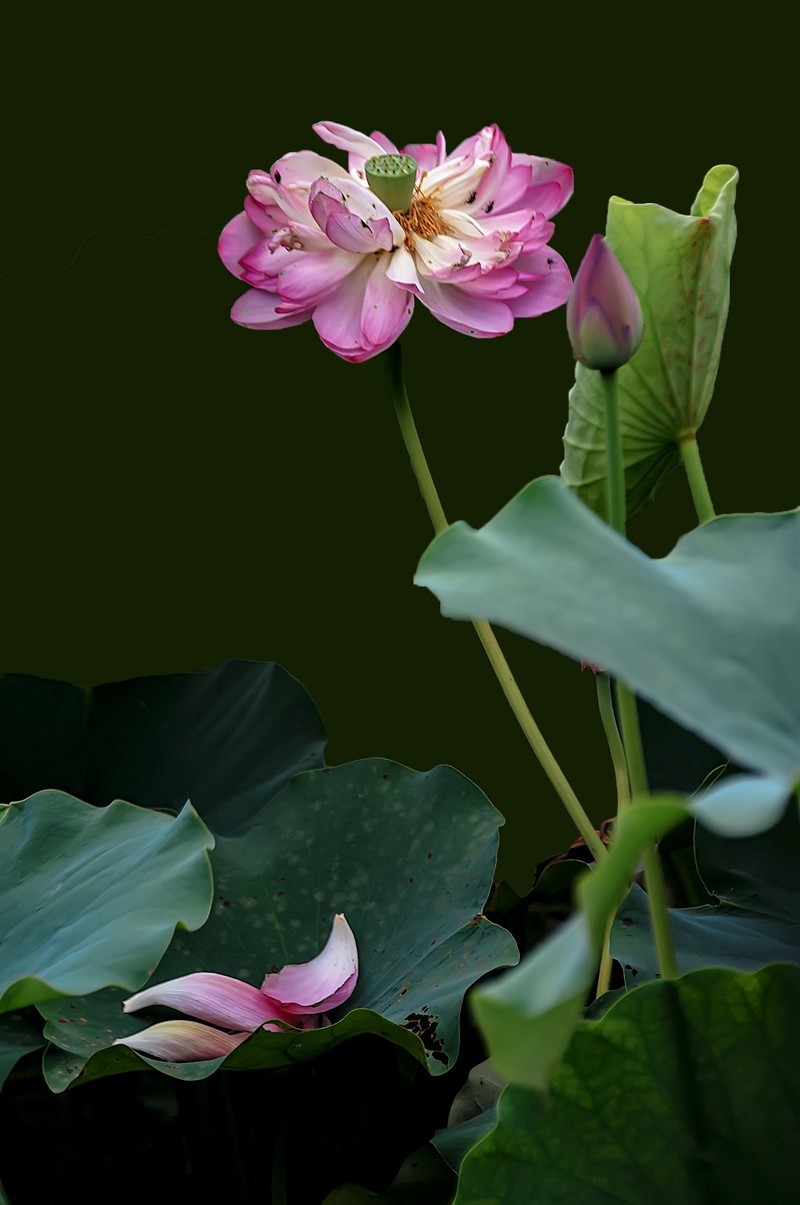 又是一年荷花开  《看荷花》  （清-彭孙贻）