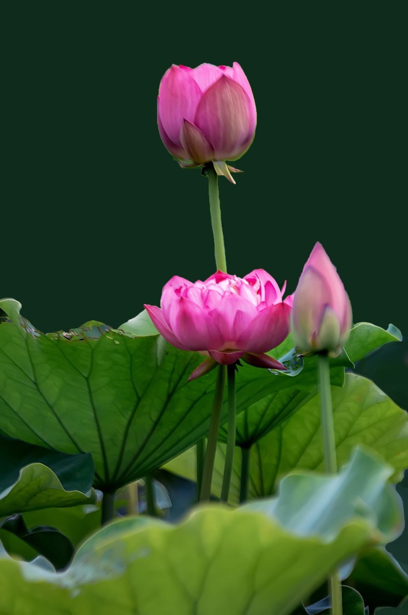 又是一年荷花开  《看荷花》  （清-彭孙贻）