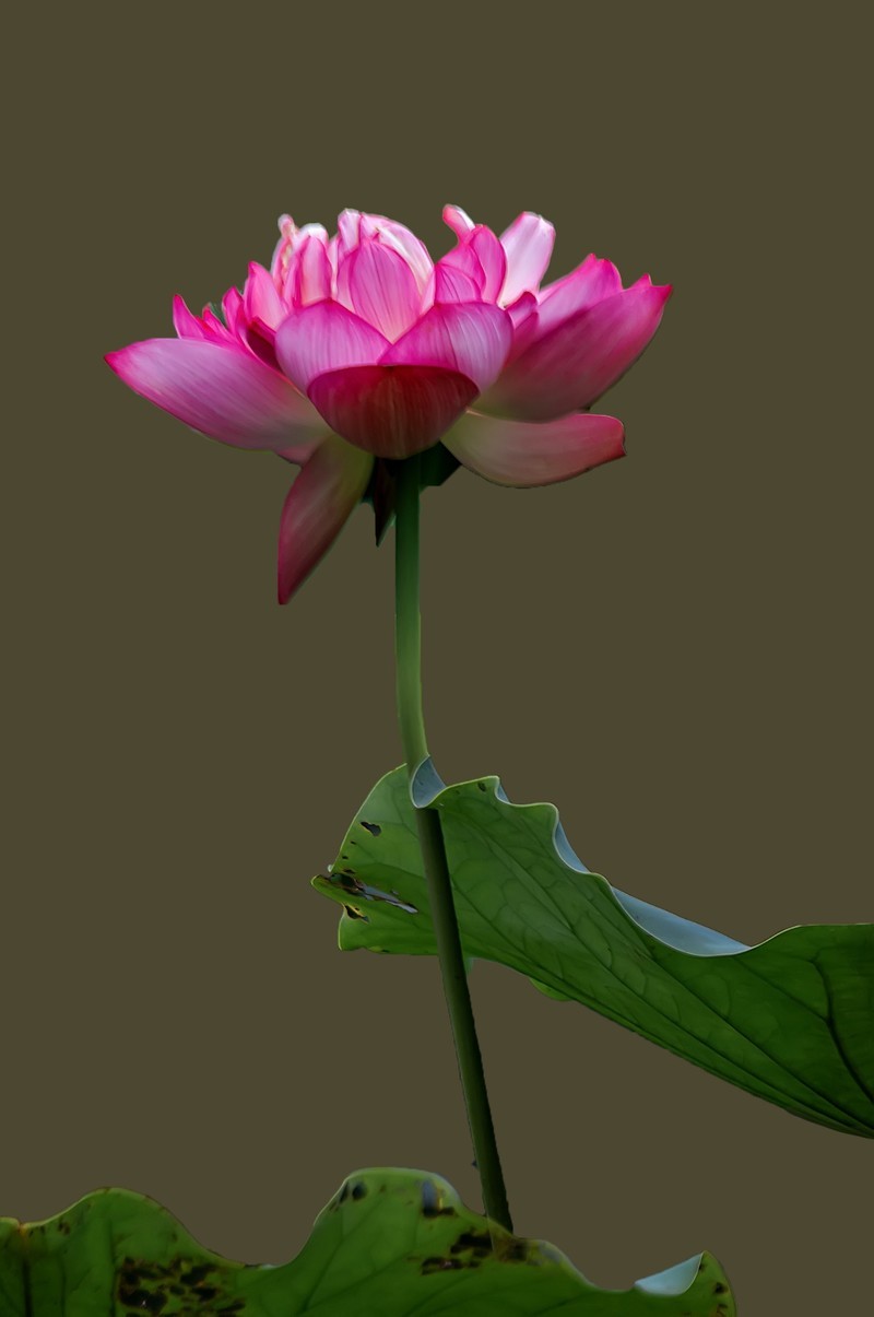 又是一年荷花开  《看荷花》  （清-彭孙贻）