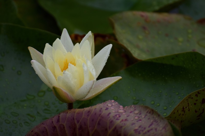 细雨绵绵，雨中拍的荷花别有一番意境（1）