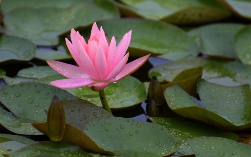细雨绵绵，雨中拍的荷花别有一番意境（1）