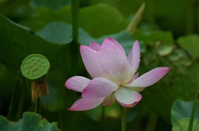 细雨绵绵，雨中拍的荷花别有一番意境（1）