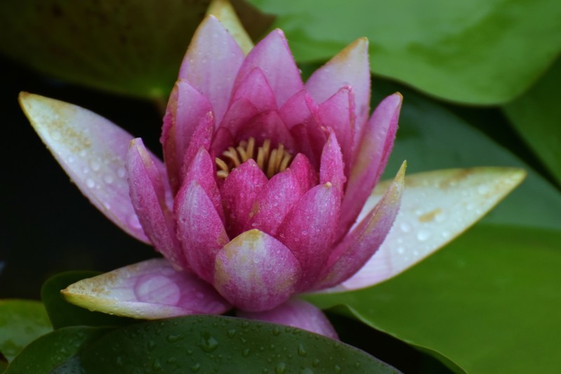 细雨绵绵，雨中拍的荷花别有一番意境（1）
