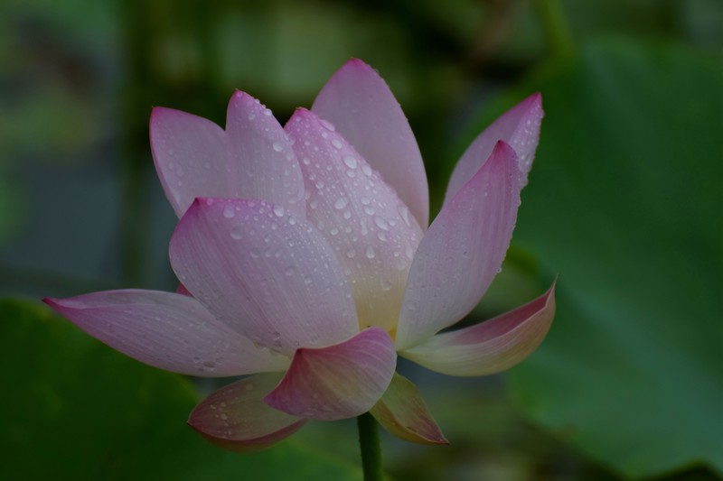 细雨绵绵，雨中拍的荷花别有一番意境（1）