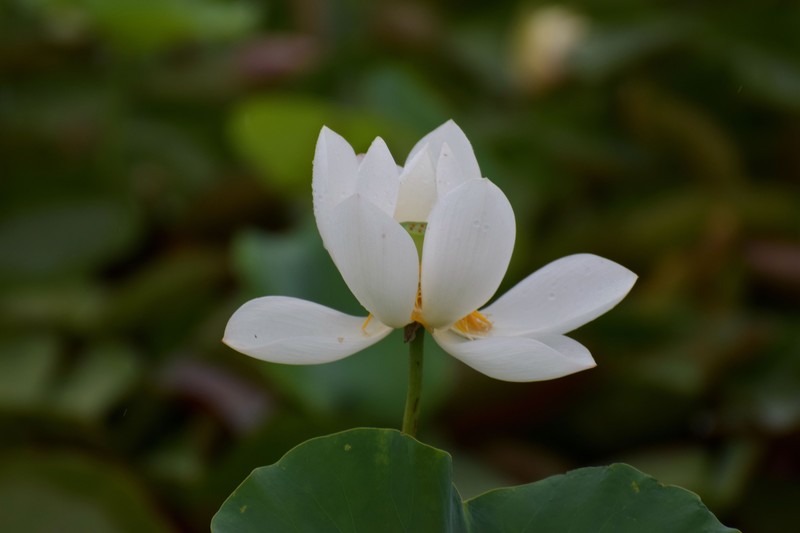 细雨绵绵，雨中拍的荷花别有一番意境（1）