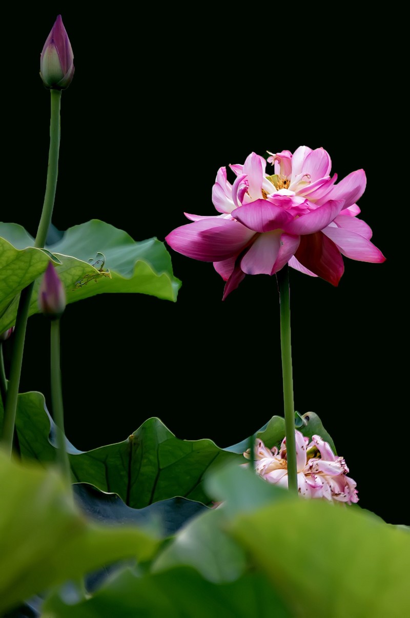 又是一年荷花开  《看荷花》  （清-彭孙贻）