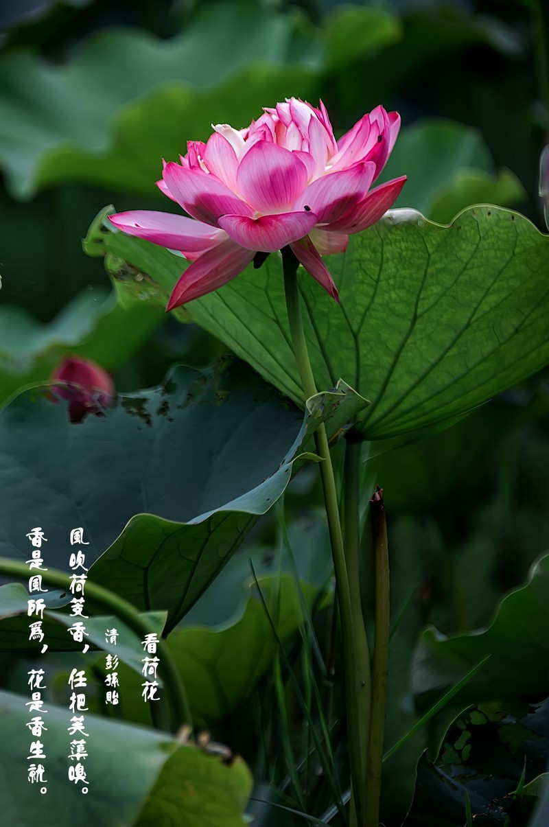 又是一年荷花开  《看荷花》  （清-彭孙贻）