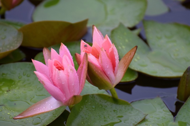 细雨绵绵，雨中拍的荷花别有一番意境（1）