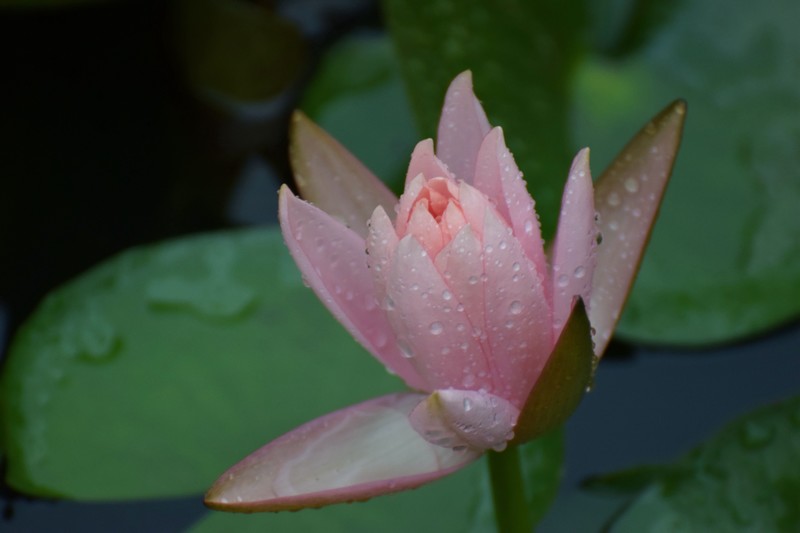 细雨绵绵，雨中拍的荷花别有一番意境（1）