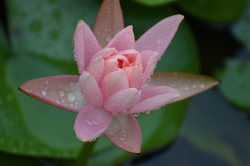 细雨绵绵，雨中拍的荷花别有一番意境（1）