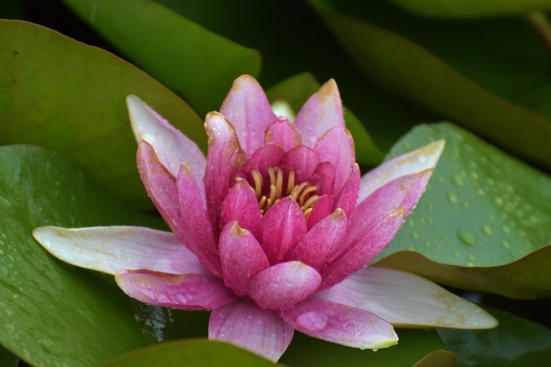 细雨绵绵，雨中拍的荷花别有一番意境（1）