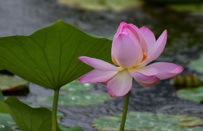 细雨绵绵，雨中拍的荷花别有一番意境（1）